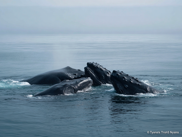 Skim feeding—filtering life from crowded waters